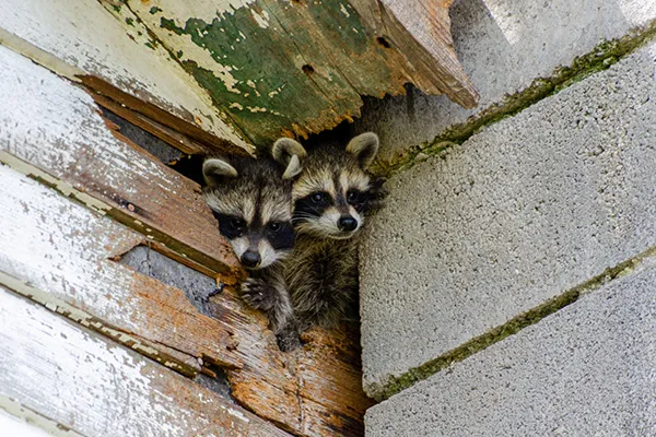 Raccoon in attic — signs of raccoons in attic, Rockford IL