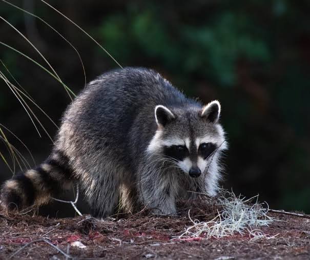 wildlife removal rockford il